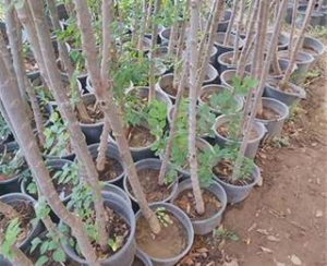 با آغاز بارندگی در شمال و شمال غرب کشور نهال بخریم یا نه؟ بهترین زمان خرید نهال