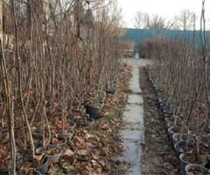 چگونه یک نهالستان معتبر و قابل اعتماد را تشخیص دهیم؟