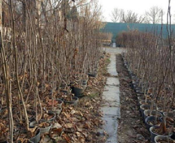 چگونه یک نهالستان معتبر و قابل اعتماد را تشخیص دهیم؟