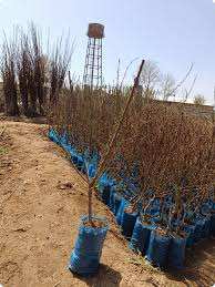 نهالستان معتبر