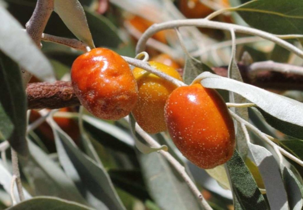 خرید نهال سنجد از سالم نهال