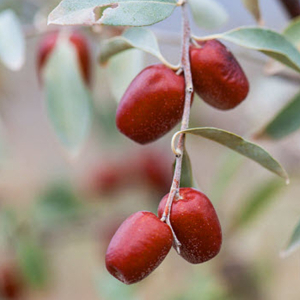 بهترین نهال های سنجد برای زمین های شور و اهکی را از سالم نهال تهیه کنید