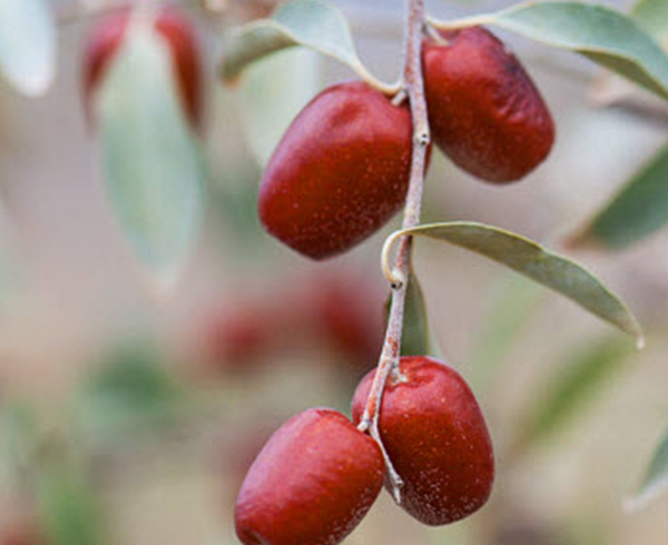 خرید نهال سنجد مقاوم به شوری و آهکی