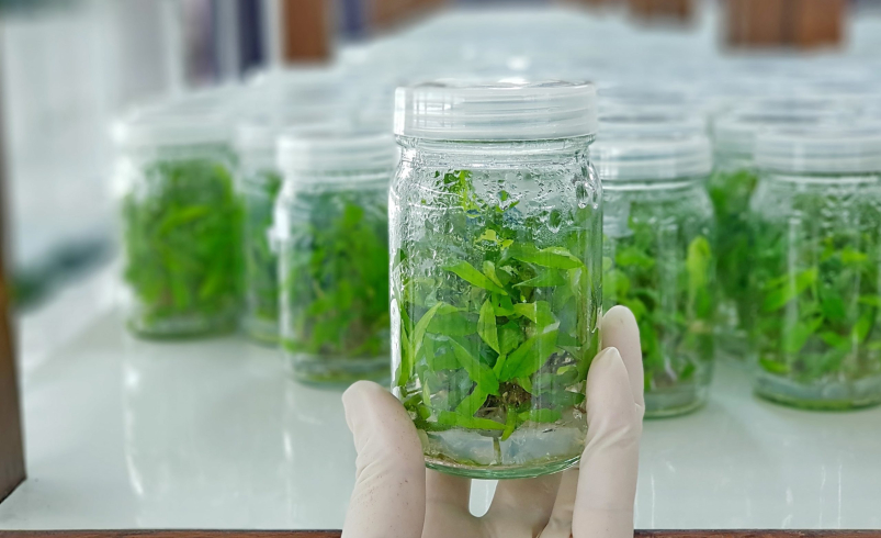 کاشت انواع نهال پایه کشت بافت