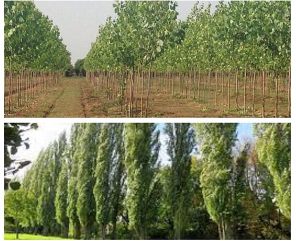 خرید انواع نهال غیرمثمر