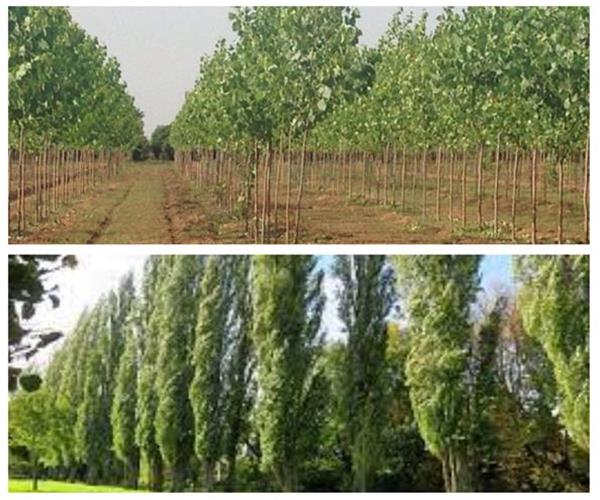 فروش انواع نهال غیرمثمر برای گسترش فضای سبز و درآمدزایی پایدار باغداران